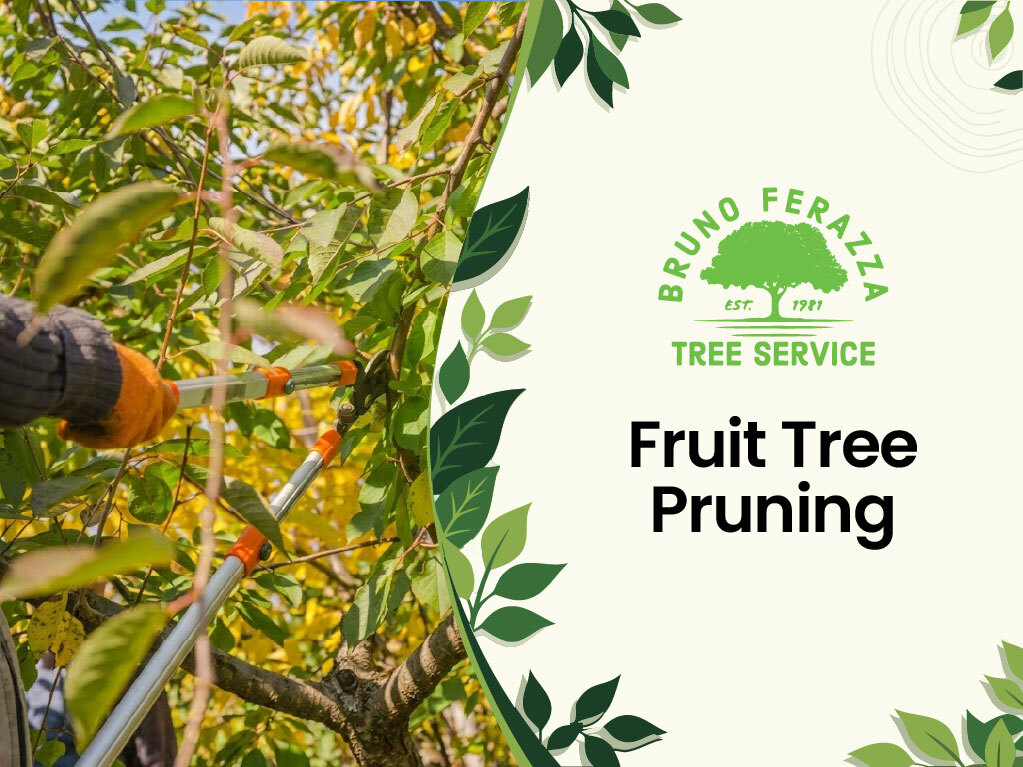 Fruit Tree Pruning 3 Fruit Tree Pruning Service