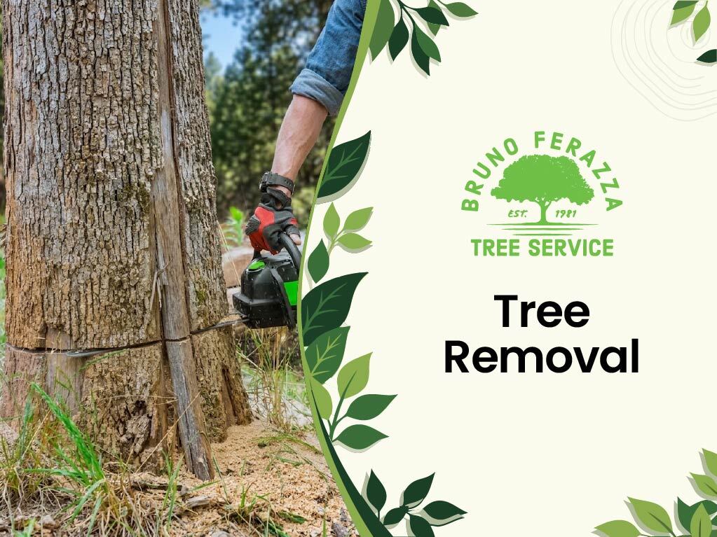 Tree Removal 3 Tree removal