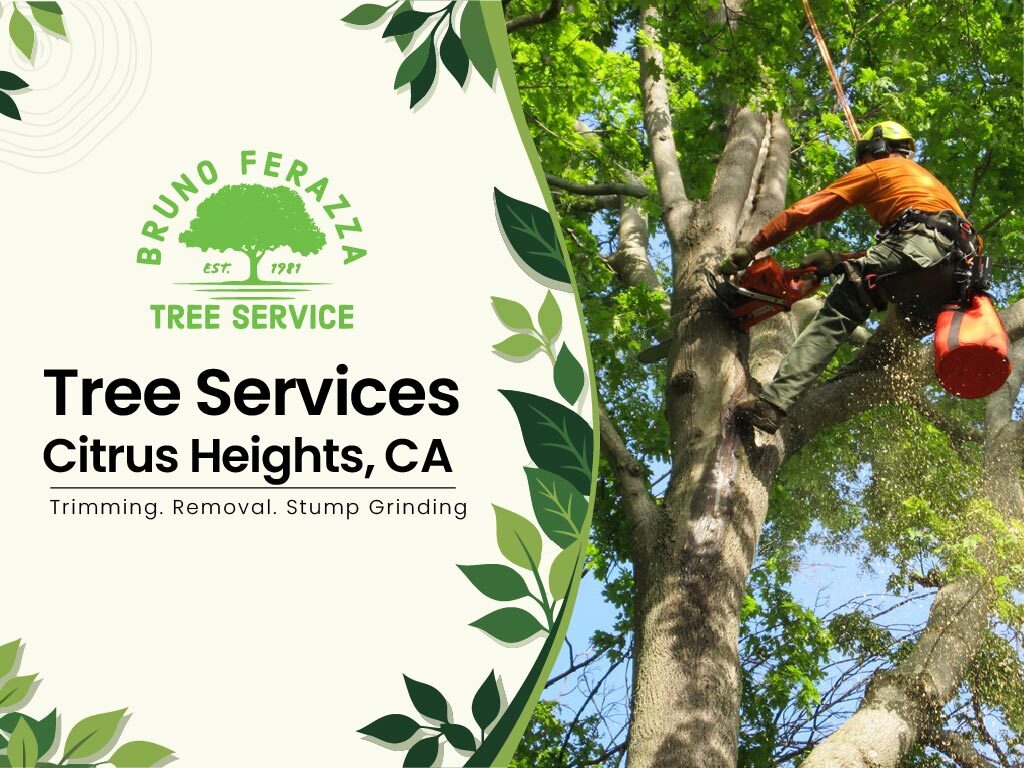 Tree services in Citrus height, CA