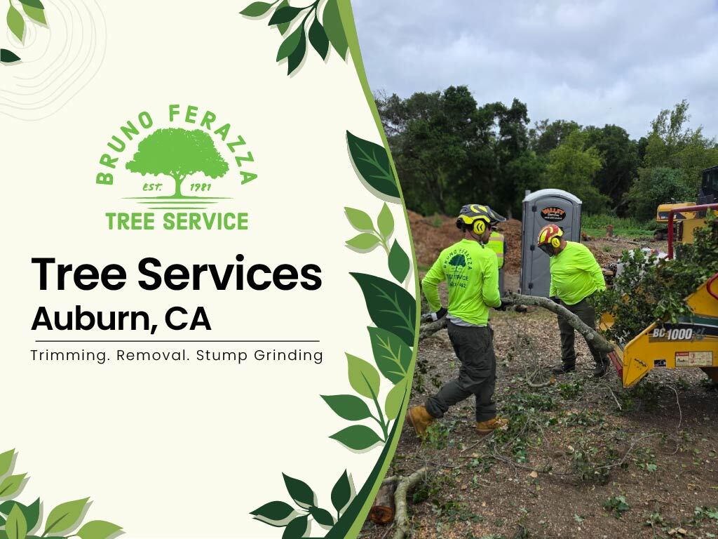 Tree services in Auburn, CA