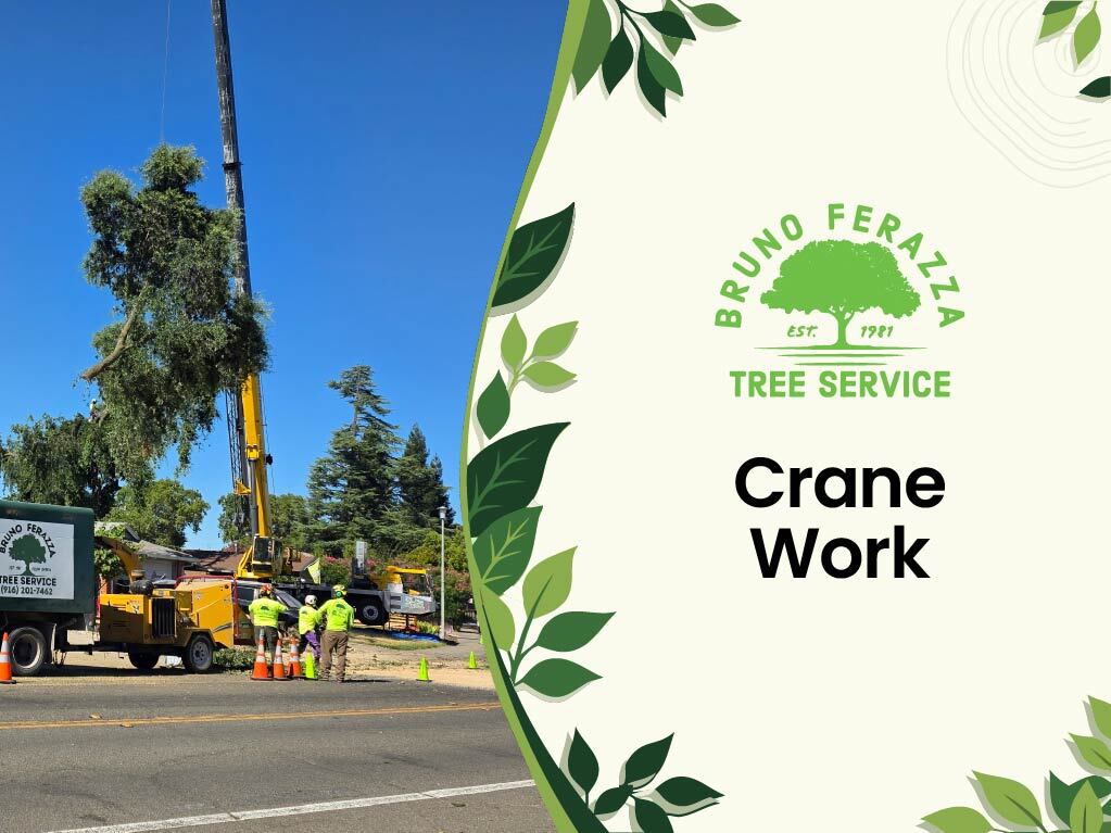Tree Crane Work