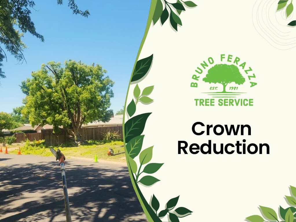 crown reduction