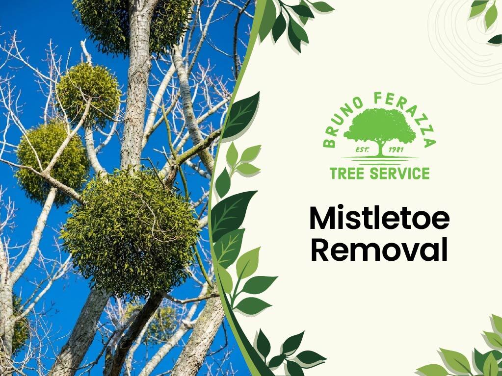 mistletoe removal
