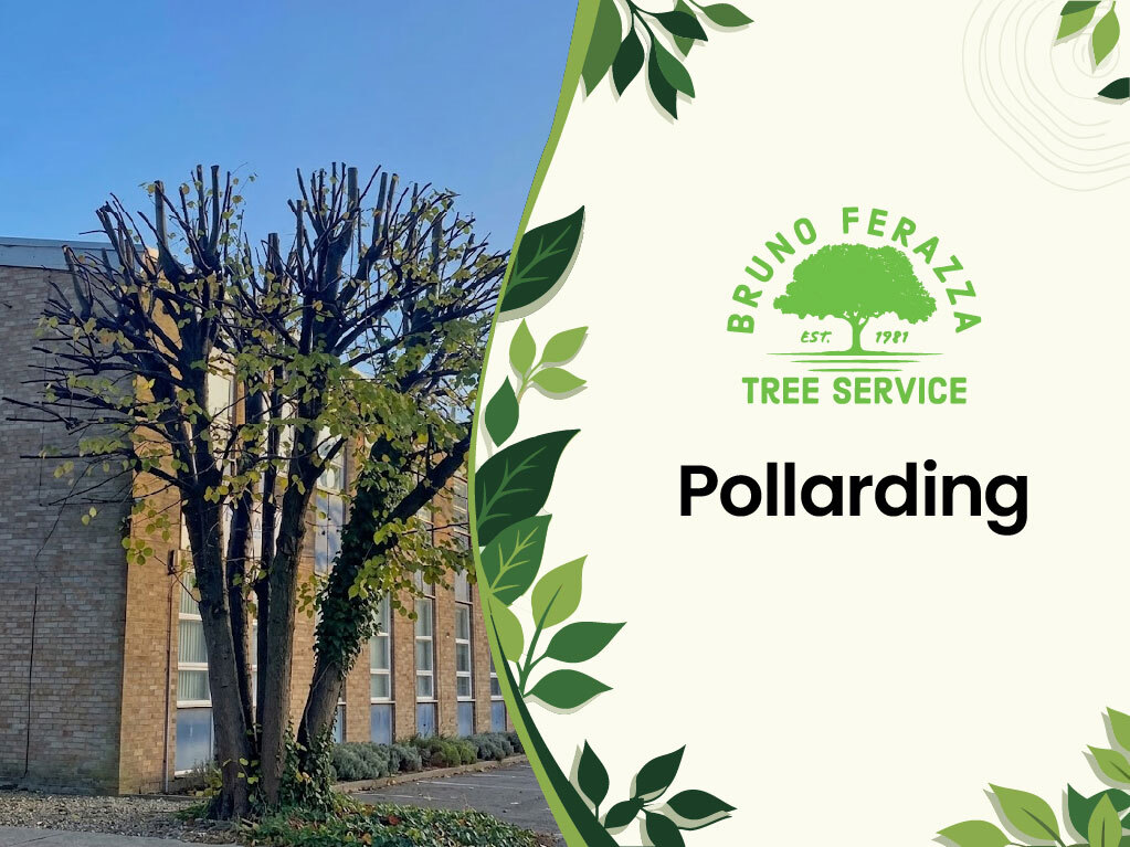 pollarding services